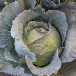 Cabbage