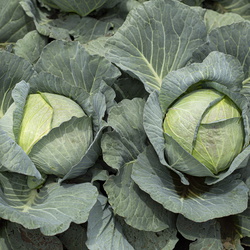 Cabbage