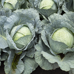 Cabbage