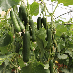 Cucumber