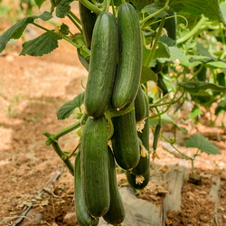 Cucumber