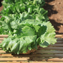 Lettuce