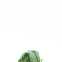 Lettuce