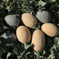Melon
