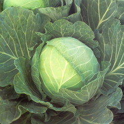 Cabbage