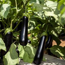 Eggplant