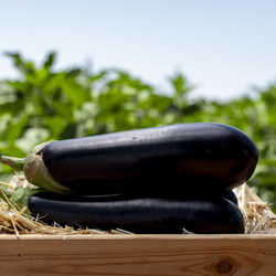 Eggplant