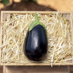 Eggplant