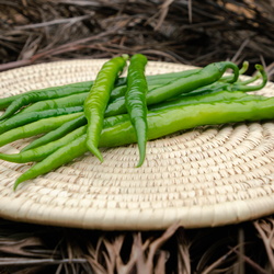 Hot Pepper